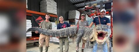 Four Mississippi Alligator Hunters Earn The New State Record