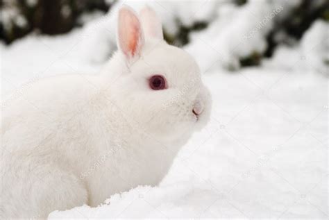 White Rabbit In Snow Stock Photo By ©ap Images 82086954