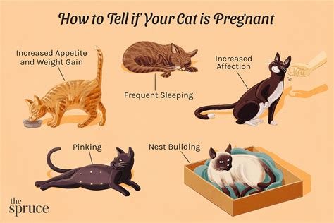 How Can I Tell If My Cat Is Pregnant 2023