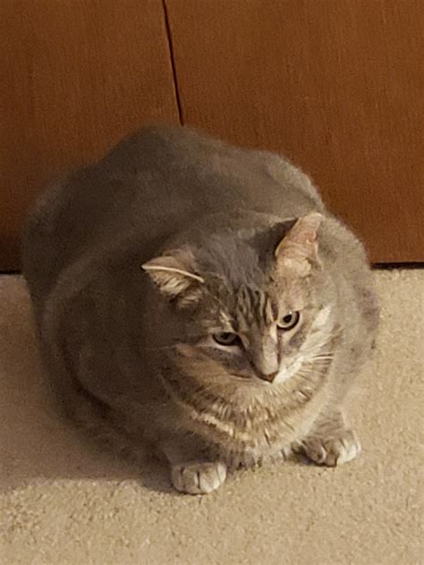 Chonky Wide Load Rchonkers