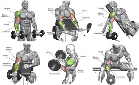 How To Build Forearm Muscles Exercises To Build Killer Otosection