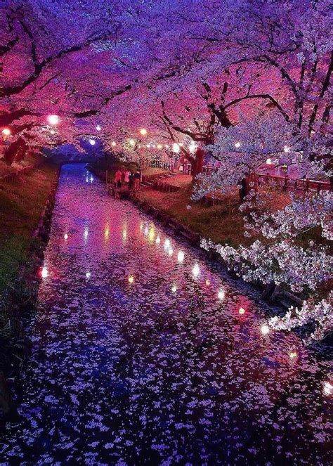 Cherry Blossoms Night Kawagoe Japan By Thagi1013 Beautiful