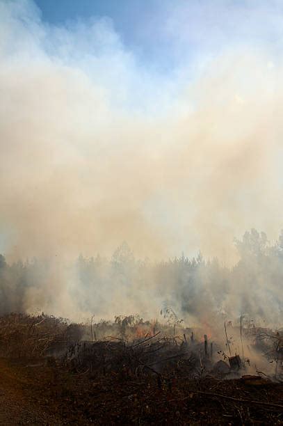 North Carolina Forest Fire Stock Photos Pictures And Royalty Free Images