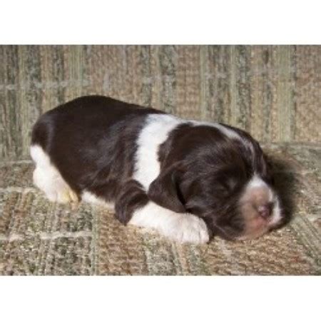 Find the perfect english cocker spaniel puppies from all over the world! Cheryl's Cockers, American Cocker Spaniel Breeder in ...
