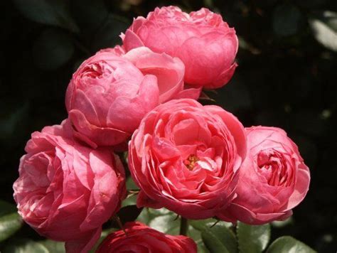 Pomponella™ Fairy Tale Floribunda Rose Floribunda Roses Rose Fairy