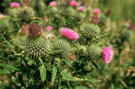 It has evolved a lot since it was first broadcast on the bbc in. Thistle - National Flower of Scotland in 2020 | Scotland ...