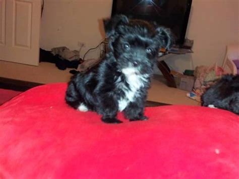 Don't miss your chance to adopt one of these adorable breeds. BLACK MORKIE PUPPIES for Sale in Hainesville, Illinois ...