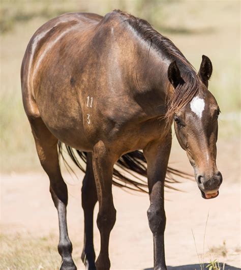 For Sale Emu Gully Heritage Stock Horse Waler Stud Breyers Equine