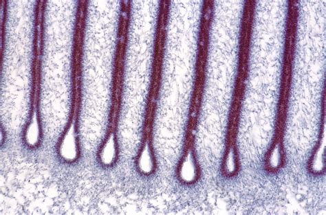 Mushroom Gills Light Micrograph Photograph By Steve Gschmeissner