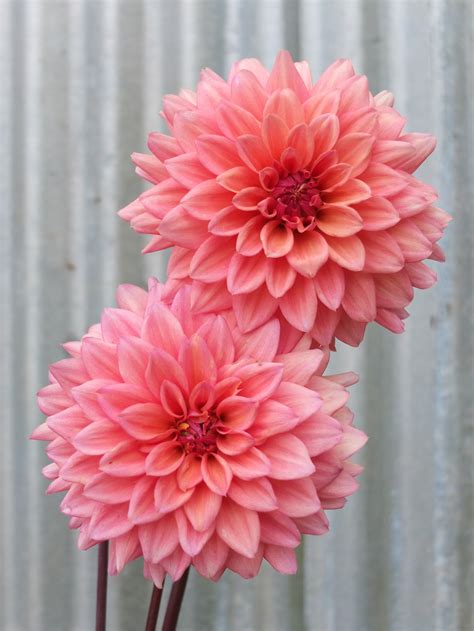 African Peach Dahlia Tuber Floralful Flowers