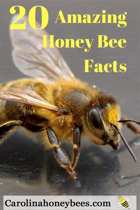Amazing Honey Bee Facts That You Want To Know Honey Bee Facts Varroa Mite Bee Hive Plans