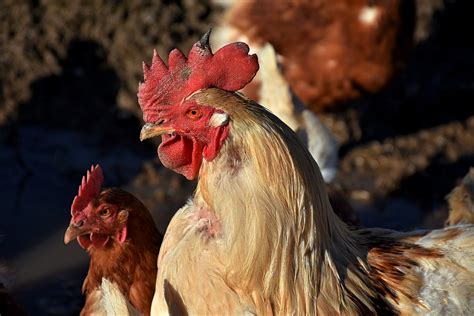 Gockel Poultry Hahn Free Photo On Pixabay