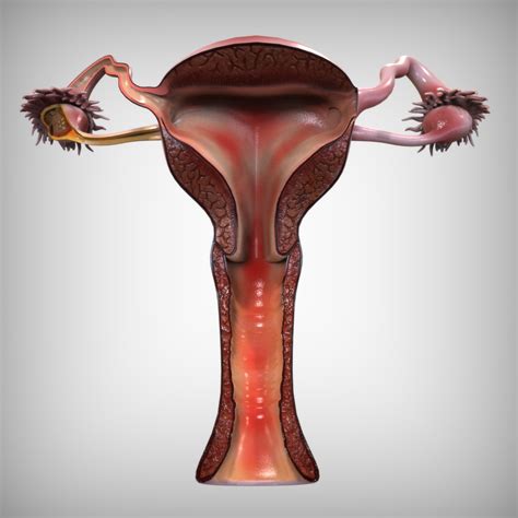 Female Reproductive System Anatomy 3d