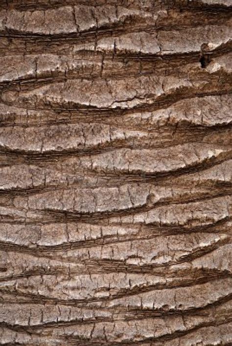 Palm Tree Bark Texture Tree Bark Texture Tree Textures Palm Tree