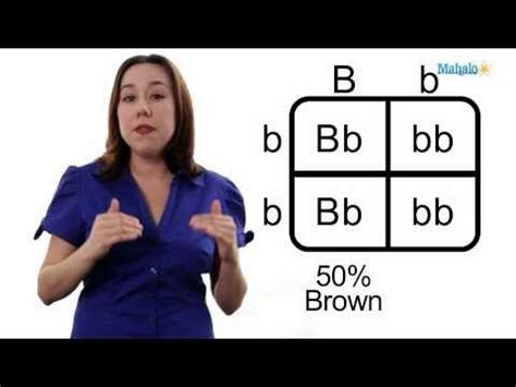 The probability of each phenotype is then deduced from the gentoypes, and the liklihood of a particular trait showing up in the offspring is determined. Step-by-step: How to Draw a Punnett Square. | Genetics ...