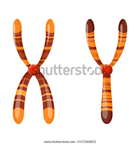Sex Chromosome X Y Vector Diagram Stock Vector Royalty Free Download Nude Photo Gallery