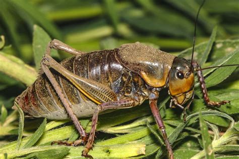 Utterly Astonishing Facts About Crickets Animal Sake