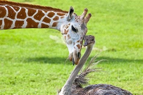 15 Unlikely Animal Friendships That Will Melt Your Heart Unusual