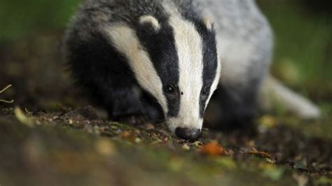 Badger Cull Fails To Meet Target In Gloucestershire Bbc News