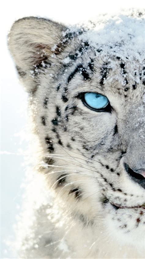 1080p Free Download Snow Leopard Blue Cute Eyes Leopards White