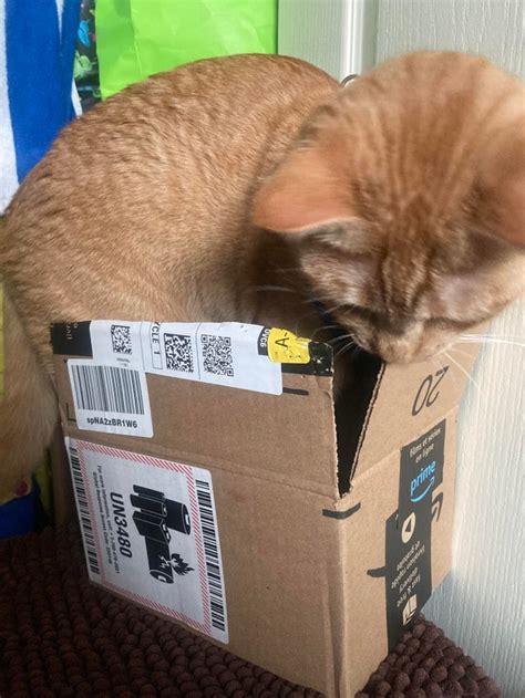 Meow Human Brought Me A Box I Dont Fits In How Can I Use Meow I Fits I