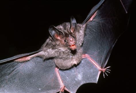 Fruit Eating Bat Photograph By Dr Morley Read