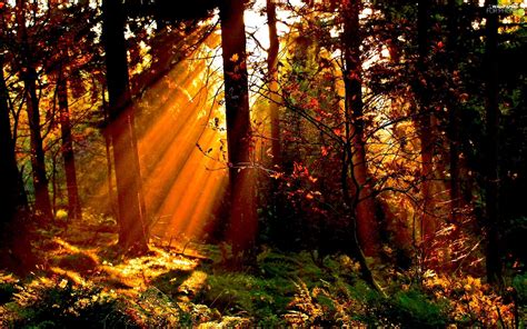 Rays Of The Sun Autumn Viewes Forest Trees For Phone Wallpapers