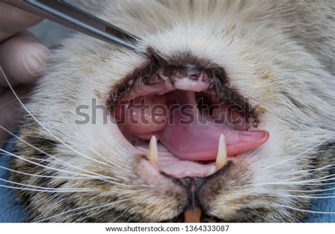 Eosinophilic Granuloma Mouth Cat Cat Oral Stock Photo 1364333087
