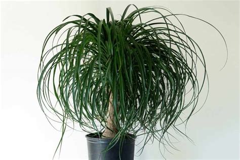 How To Grow And Care For Ponytail Palm Trees