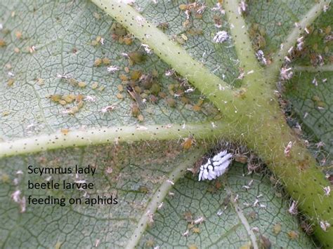 This year, we continue our partnership with our fellow key. aphids_scymnus - UT Crops Pest Guides