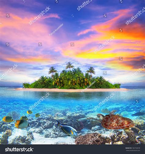 Tropical Island Maldives Marine Life Stock Photo Edit Now 182732678