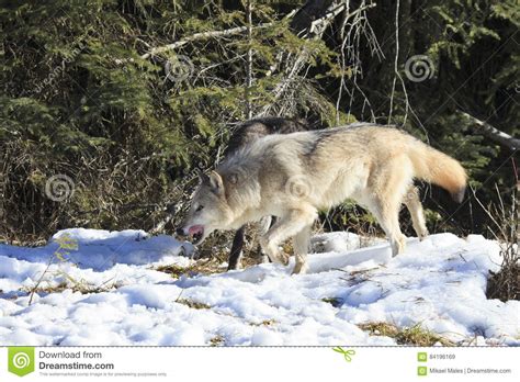 Timber Wolves Hunting By Forest Stock Image Image Of Natural