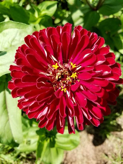 Deep Red Zinnia Zinnias Deep Red Red