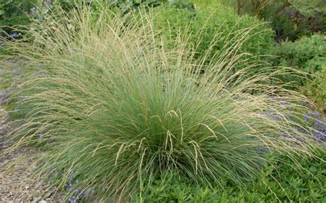 Festuca Mairei August Plant Of The Month At All Seasons