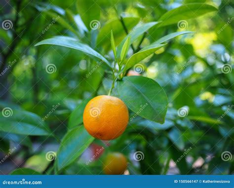Young Orange Mandarin Fruit Citrus Reticulata Stock Image Image Of