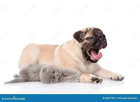 Yawning Pug Puppy And Tiny Kitten Together Isolated Stock Image