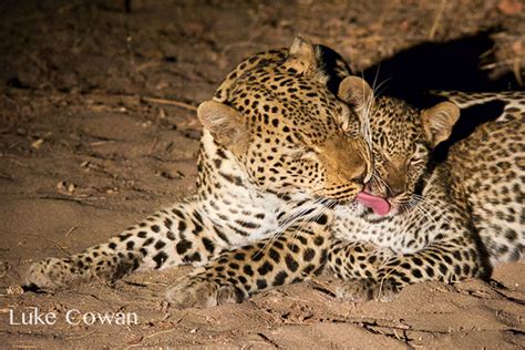 Luke Cowan Leopard Licking Itself Africa Geographic