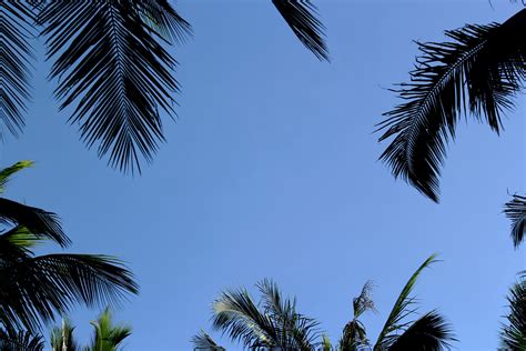 Blue Sky And Palm Tree Free Stock Photo Public Domain Pictures