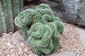 The golden barrel cactus absorbs the released carbon dioxide in the home and reverts it into fresh clean oxygen. Image result for crested golden barrel cactus | Golden ...