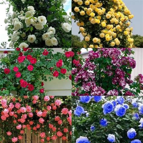 6 Colors Of Climbing Roses Your Choice 10 50 250 Or 1000 Etsy