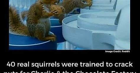 In 2005 Movie Charlie And Chocolate Factory Real Squirrels Were Trained To Crack The Nuts