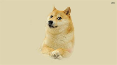 Shibe Doge Meme Wallpaper