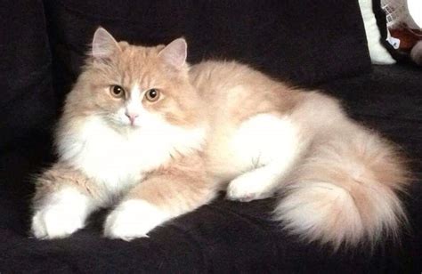 Why do you want a siberian cat? Cats for Adoption - Siberian Cats
