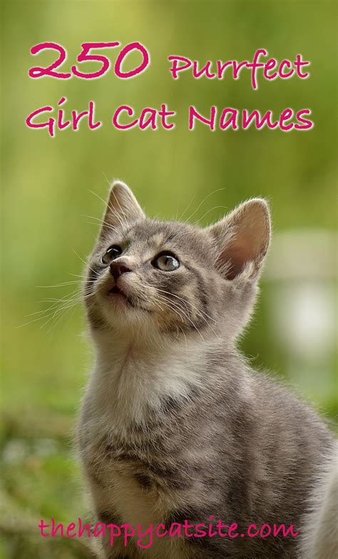 Girl Cat Names 250 Female Cat Names You Will Love By The