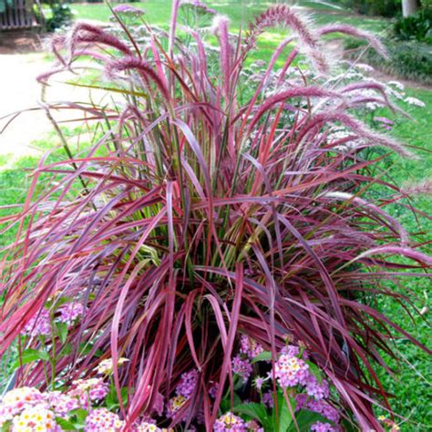 Graceful Grasses Fireworks Variegated Red Fountain Grass Pennisetum