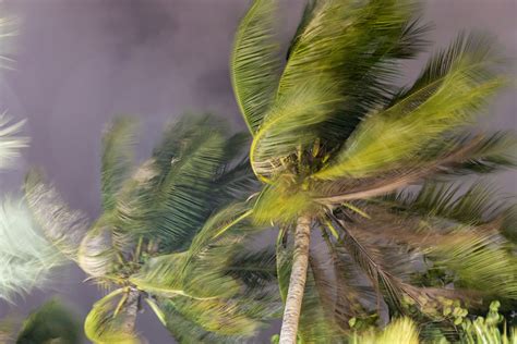Palm Trees Blowing In The Wind During Hurricane Woman Around Town