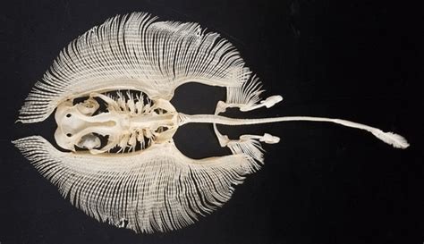 An Amazing Cartilaginous Fish Chondrichthyes Skeleton And One Of