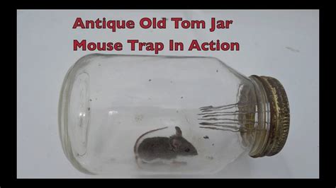 Antique Old Tom Jar Mouse Trap In Action With Large Spikes Youtube