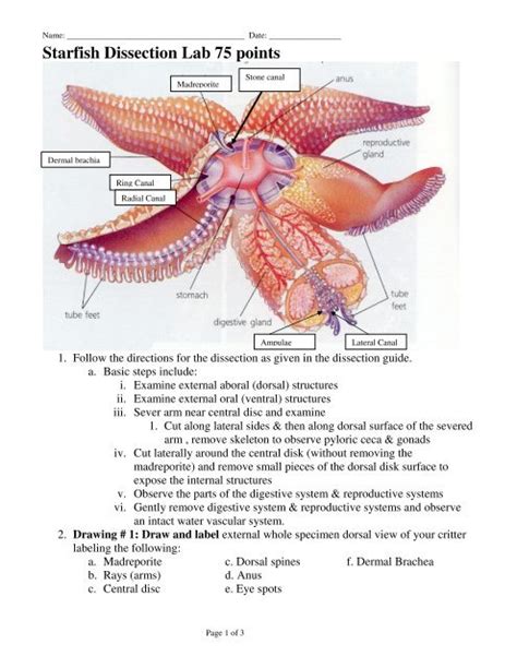 Starfish Dissection Lab 75 Points