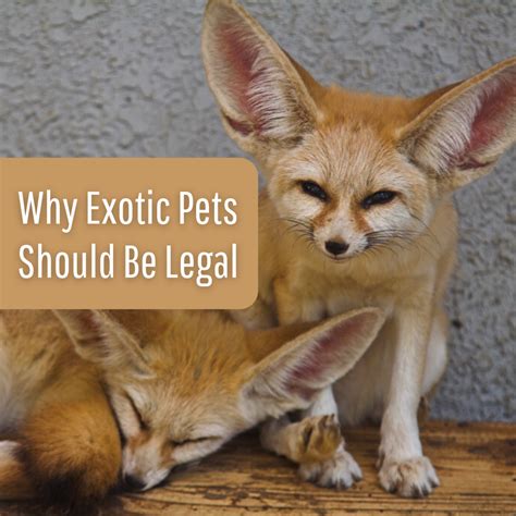 10 Reasons Why Exotic Pets Should Be Legal Pethelpful